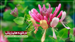 درختان و درختچه های زینتی