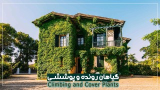 گیاهان رونده و پوششی