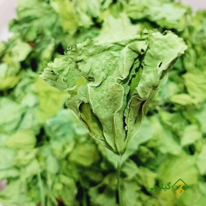 برگ پنیرک تازه و سالم گیلامی