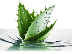 آیا میدانید استفاده از گیاهان ضد التهابی چه تاثیری در مقابله با ویروس ها در بدن ایجاد میکند؟
چرا ما باید سیستم ایمنی بدن خود را تقویت کنیم؟
با ما همراه باشید با آشنایی گیاه هزار معجزه