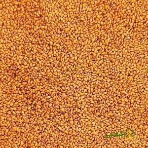 خرید اینترنتی خاکشیر  یا خاکشی پاک شده گیلامی ( Gilamie Flixweed )
