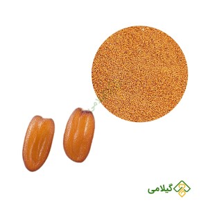 خاکشیر سورت و پاک شده گیلامی