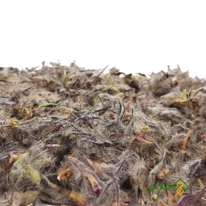 قیمت وچای کوهی گیلامی ( Gilamie Stachays Lavandulifolia)
