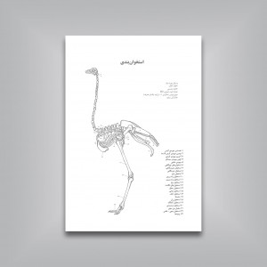 چگونه از پرندگان طراحی کنیم