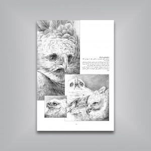 چگونه از پرندگان طراحی کنیم