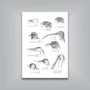 چگونه از پرندگان طراحی کنیم