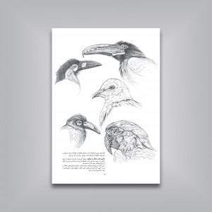 چگونه از پرندگان طراحی کنیم
