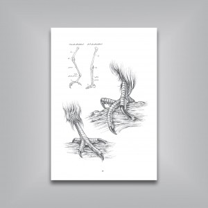 چگونه از پرندگان طراحی کنیم