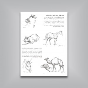 اصول آموزش طراحی از حیوانات